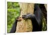 Africa, Uganda, Kibale National Park. Hands of a female chimpanzee and her offspring.-Kristin Mosher-Framed Photographic Print