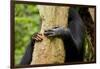 Africa, Uganda, Kibale National Park. Hands of a female chimpanzee and her offspring.-Kristin Mosher-Framed Photographic Print