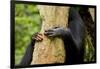 Africa, Uganda, Kibale National Park. Hands of a female chimpanzee and her offspring.-Kristin Mosher-Framed Photographic Print