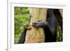 Africa, Uganda, Kibale National Park. Hands of a female chimpanzee and her offspring.-Kristin Mosher-Framed Photographic Print