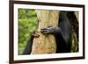 Africa, Uganda, Kibale National Park. Hands of a female chimpanzee and her offspring.-Kristin Mosher-Framed Photographic Print