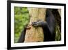 Africa, Uganda, Kibale National Park. Hands of a female chimpanzee and her offspring.-Kristin Mosher-Framed Photographic Print