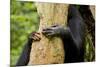 Africa, Uganda, Kibale National Park. Hands of a female chimpanzee and her offspring.-Kristin Mosher-Mounted Photographic Print