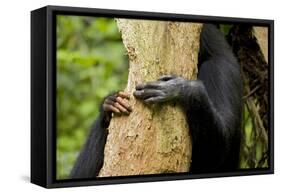 Africa, Uganda, Kibale National Park. Hands of a female chimpanzee and her offspring.-Kristin Mosher-Framed Stretched Canvas