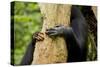 Africa, Uganda, Kibale National Park. Hands of a female chimpanzee and her offspring.-Kristin Mosher-Stretched Canvas