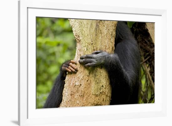 Africa, Uganda, Kibale National Park. Hands of a female chimpanzee and her offspring.-Kristin Mosher-Framed Premium Photographic Print