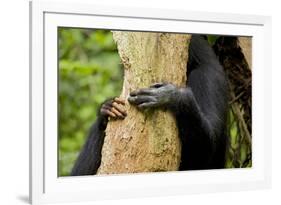 Africa, Uganda, Kibale National Park. Hands of a female chimpanzee and her offspring.-Kristin Mosher-Framed Premium Photographic Print