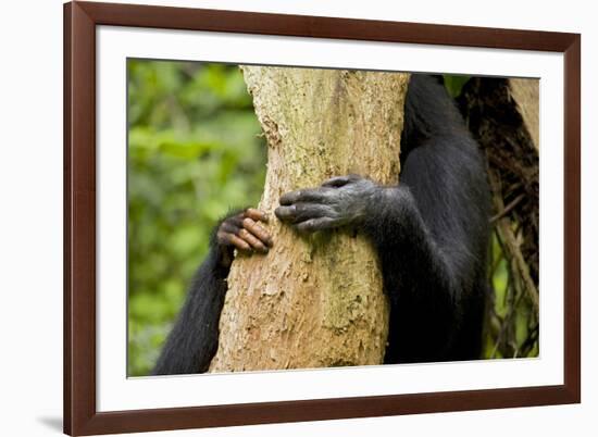 Africa, Uganda, Kibale National Park. Hands of a female chimpanzee and her offspring.-Kristin Mosher-Framed Premium Photographic Print