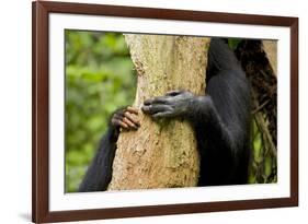 Africa, Uganda, Kibale National Park. Hands of a female chimpanzee and her offspring.-Kristin Mosher-Framed Premium Photographic Print