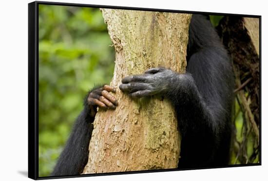 Africa, Uganda, Kibale National Park. Hands of a female chimpanzee and her offspring.-Kristin Mosher-Framed Stretched Canvas