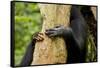 Africa, Uganda, Kibale National Park. Hands of a female chimpanzee and her offspring.-Kristin Mosher-Framed Stretched Canvas