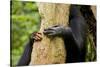 Africa, Uganda, Kibale National Park. Hands of a female chimpanzee and her offspring.-Kristin Mosher-Stretched Canvas