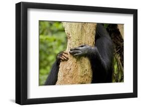 Africa, Uganda, Kibale National Park. Hands of a female chimpanzee and her offspring.-Kristin Mosher-Framed Photographic Print