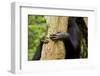 Africa, Uganda, Kibale National Park. Hands of a female chimpanzee and her offspring.-Kristin Mosher-Framed Photographic Print