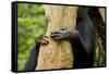 Africa, Uganda, Kibale National Park. Hands of a female chimpanzee and her offspring.-Kristin Mosher-Framed Stretched Canvas