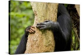 Africa, Uganda, Kibale National Park. Hands of a female chimpanzee and her offspring.-Kristin Mosher-Stretched Canvas