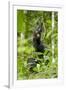 Africa, Uganda, Kibale National Park. Infant chimpanzee playing.-Kristin Mosher-Framed Photographic Print