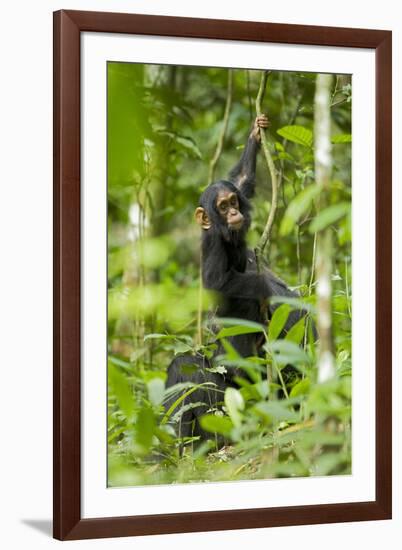 Africa, Uganda, Kibale National Park. Infant chimpanzee playing.-Kristin Mosher-Framed Photographic Print