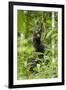 Africa, Uganda, Kibale National Park. Infant chimpanzee playing.-Kristin Mosher-Framed Photographic Print