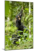 Africa, Uganda, Kibale National Park. Infant chimpanzee playing.-Kristin Mosher-Mounted Photographic Print