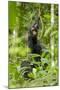 Africa, Uganda, Kibale National Park. Infant chimpanzee playing.-Kristin Mosher-Mounted Photographic Print