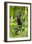 Africa, Uganda, Kibale National Park. Infant chimpanzee playing.-Kristin Mosher-Framed Photographic Print