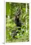 Africa, Uganda, Kibale National Park. Infant chimpanzee playing.-Kristin Mosher-Framed Photographic Print