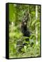 Africa, Uganda, Kibale National Park. Infant chimpanzee playing.-Kristin Mosher-Framed Stretched Canvas