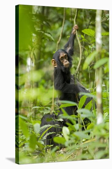 Africa, Uganda, Kibale National Park. Infant chimpanzee playing.-Kristin Mosher-Stretched Canvas