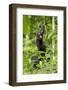 Africa, Uganda, Kibale National Park. Infant chimpanzee playing.-Kristin Mosher-Framed Photographic Print