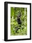 Africa, Uganda, Kibale National Park. Infant chimpanzee playing.-Kristin Mosher-Framed Photographic Print