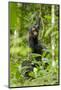 Africa, Uganda, Kibale National Park. Infant chimpanzee playing.-Kristin Mosher-Mounted Photographic Print