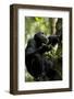 Africa, Uganda, Kibale National Park. Male chimpanzee eating figs.-Kristin Mosher-Framed Photographic Print