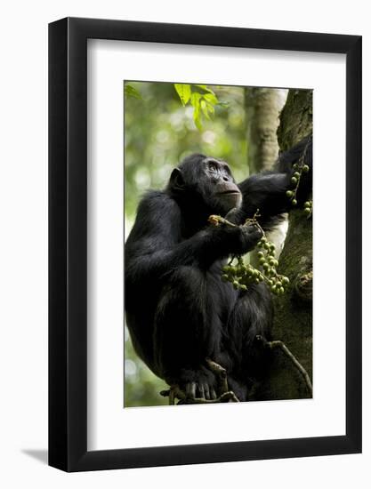 Africa, Uganda, Kibale National Park. Male chimpanzee eating figs.-Kristin Mosher-Framed Photographic Print