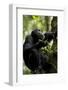 Africa, Uganda, Kibale National Park. Male chimpanzee eating figs.-Kristin Mosher-Framed Photographic Print