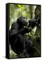 Africa, Uganda, Kibale National Park. Male chimpanzee eating figs.-Kristin Mosher-Framed Stretched Canvas