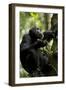 Africa, Uganda, Kibale National Park. Male chimpanzee eating figs.-Kristin Mosher-Framed Photographic Print