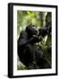 Africa, Uganda, Kibale National Park. Male chimpanzee eating figs.-Kristin Mosher-Framed Photographic Print