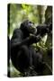 Africa, Uganda, Kibale National Park. Male chimpanzee eating figs.-Kristin Mosher-Stretched Canvas