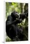 Africa, Uganda, Kibale National Park. Male chimpanzee eating figs.-Kristin Mosher-Framed Premium Photographic Print