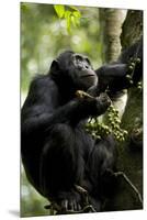 Africa, Uganda, Kibale National Park. Male chimpanzee eating figs.-Kristin Mosher-Mounted Premium Photographic Print