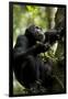 Africa, Uganda, Kibale National Park. Male chimpanzee eating figs.-Kristin Mosher-Framed Premium Photographic Print