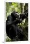Africa, Uganda, Kibale National Park. Male chimpanzee eating figs.-Kristin Mosher-Framed Photographic Print