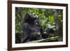 Africa, Uganda, Kibale National Park. Male chimpanzee grooms his relaxed companion's chest.-Kristin Mosher-Framed Photographic Print