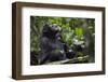 Africa, Uganda, Kibale National Park. Male chimpanzee grooms his relaxed companion's chest.-Kristin Mosher-Framed Photographic Print