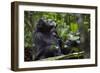 Africa, Uganda, Kibale National Park. Male chimpanzee grooms his relaxed companion's chest.-Kristin Mosher-Framed Photographic Print