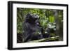 Africa, Uganda, Kibale National Park. Male chimpanzee grooms his relaxed companion's chest.-Kristin Mosher-Framed Photographic Print