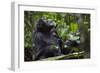 Africa, Uganda, Kibale National Park. Male chimpanzee grooms his relaxed companion's chest.-Kristin Mosher-Framed Photographic Print