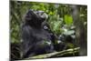 Africa, Uganda, Kibale National Park. Male chimpanzee grooms his relaxed companion's chest.-Kristin Mosher-Mounted Photographic Print