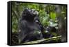 Africa, Uganda, Kibale National Park. Male chimpanzee grooms his relaxed companion's chest.-Kristin Mosher-Framed Stretched Canvas